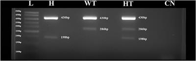 Allele Frequency of APAF1 Mutation in Holstein Cattle in Brazil